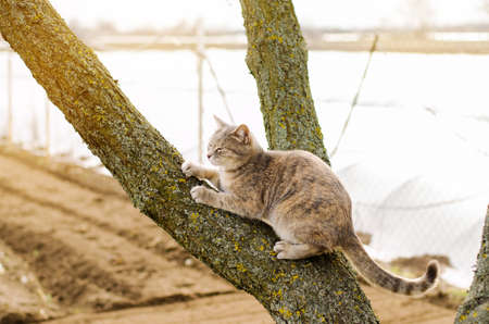Beautiful gray kitten on a tree. Pet. Animal. Selective focusの写真素材