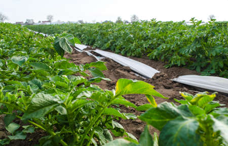 Riviera variety Potato bushes on plantation field. Growing food vegetables. Olericulture....