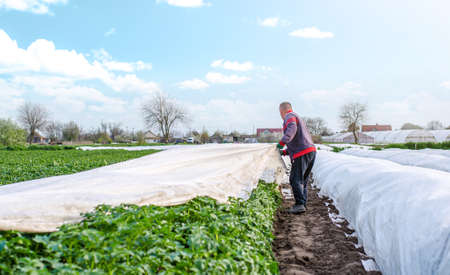 A farmer harvests white spunbond agrofibre from a potato plantation.