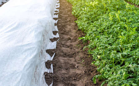 Rows of potato bushes on a plantation under agrofibre and open air.の写真素材