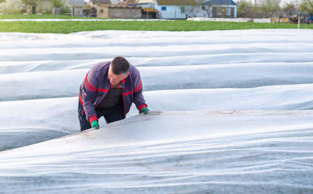 A man works with agrofibre in a potato plantation field.の写真素材