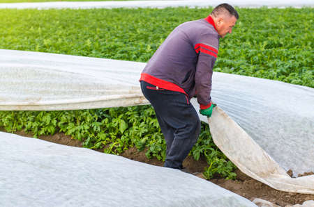 A man removes agrofibre from potato plants.