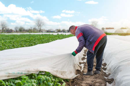 A farmer removes agrofibre from a potato plantation.