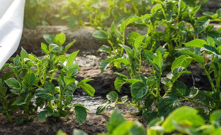 Potato bushes and water flow. Growing food on a farm plantation.の写真素材