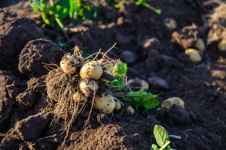 Freshly dug potato bush. Harvesting potatoes tubers. Gardening and farming. Agriculture and agro industry. Industrial cultivation of vegetables. Wet ground in a farm field in the early morningの写真素材