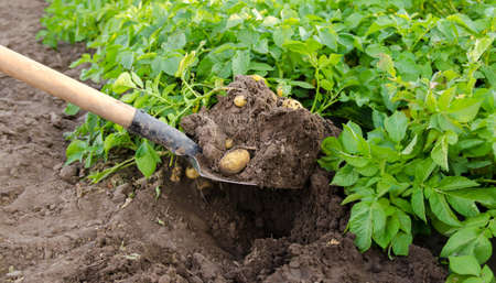 Shovel and freshly picked potatoes in the field. Harvesting, harvest. Organic vegetables. Agriculture and farming. Potato. Selective focus.の写真素材