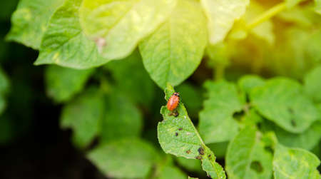 Colorado potato beetle - Leptinotarsa decemlineata on potatoes bushes. A pest of plant and...