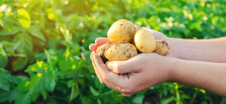 Farmer holds freshly picked potatoes in the field. Harvesting, harvest. Organic vegetables. Agriculture and farming. Potato. Selective focus.の写真素材