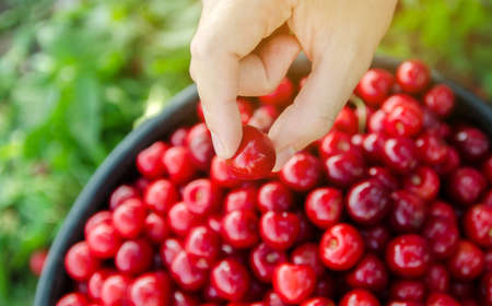 Ripe red cherries in the hands of a farmer. Summer harvest of berries. Healthy diet. Selective focus