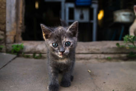 A dark kitten near the entrance to the old barn. Exploration of the environment and new environment by young offspring of a domestic cat. Courage and curiosity, a pioneer conceptの写真素材