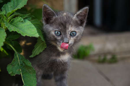 The kitten licks its nose looking out of the thicket. A hunting cat watches its prey and wants to eat it. Hunger and thirst. The kitten is exploring a new world for him.の写真素材