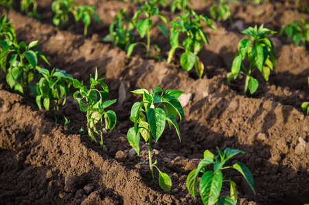 Rows of young freshly planted sweet pepper seedlings in a farm field. Growing vegetables outdoors on...