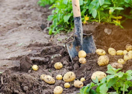 A fresh crop of potatoes lies on the field near the shovel against the backdrop of potato bushes. Harvesting, harvest. Organic vegetables. Agriculture and farming. Potato. Selective focus.の写真素材