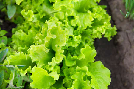 Green lettuce grows in the garden. Harvest. Growing organic vegetables. Leek. Close-up. Selective...