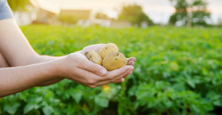 Fresh young potatoes in the hands of a farmer on the background of agricultural potato plantations. Harvesting agriculture crops. Fresh organic vegetables. Farming. Selective focusの写真素材