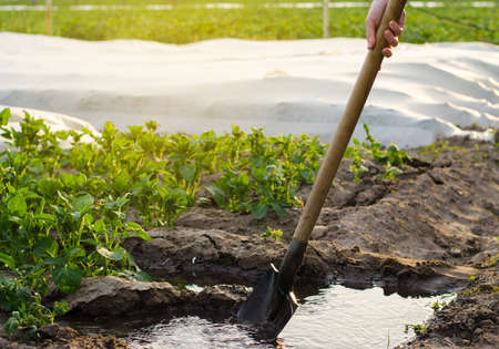 Irrigation and growing young potatoes in the field. Watering of agricultural crops. Farming and...
