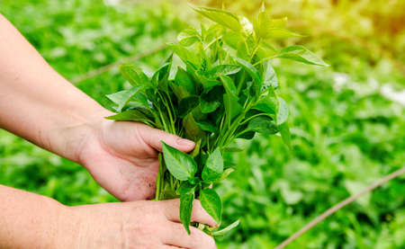 Fresh pepper seedlings in the hands of a farmer. Planting vegetables in the field. Agriculture and farming. Agribusiness. Selective focusの写真素材