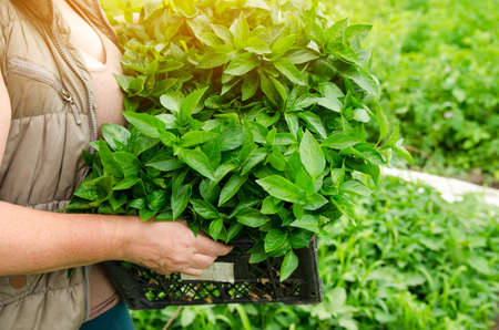 The farmer holds in his hands a box with fresh seedlings of pepper. Planting vegetables in the field. Agriculture and farming. Agribusiness. Selective focusの写真素材