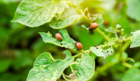 Colorado potato beetle - Leptinotarsa decemlineata on potatoes bushes. A pest of plant and...