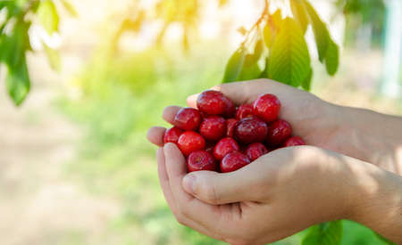 Ripe sweet red cherries in the hands of a farmer. Summer harvesting of berries. Healthy diet....