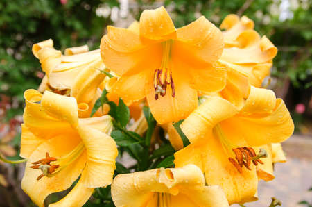 A beautiful bush of orange lilies growing in the garden after the rain. Natural wallpaper. Beautiful...