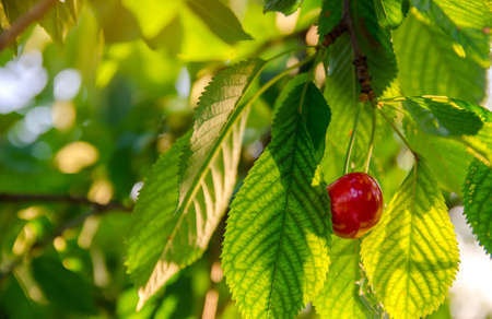 Ripe red cherry growing on a tree in the garden. Summer harvest of berries. Healthy diet. Selective...