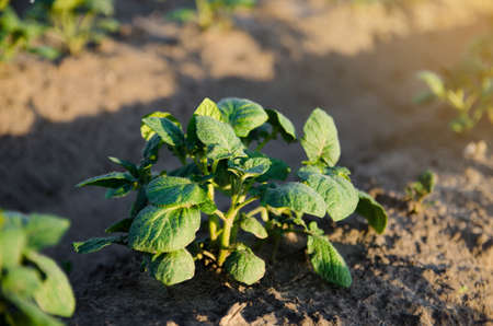 Young potato bush on a farm plantation. Agribusiness organic farming. Landscape with agricultural land. Vegetable rows at morning sunrise. Olericulture. Agriculture and agro industry.の写真素材