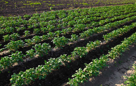 Rows of potato bushes on a farm plantation. Agribusiness organic farming. Agriculture and agro industry. Landscape with agricultural land. Vegetable rows. Growing food for sale. Olericultureの写真素材