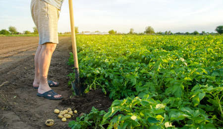 Farmer with a shovel near the fresh harvest of young potatoes. Harvesting, harvest. Organic...