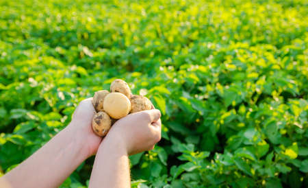 Farmer holds freshly picked potatoes in the field. Harvesting, harvest. Organic vegetables. Agriculture and farming. Potato. Selective focus.の写真素材