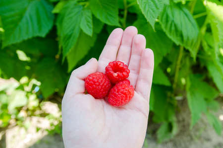 Freshly picked big raspberries in hand of farmer. Summer harvest. Raspberry harvesting. Healthy berries. Selective focusの写真素材