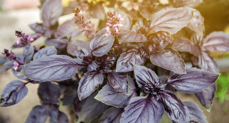 A beautiful bush of purple basil grows in the garden. Close-up. Natural wallpaper. Selective focus.の写真素材