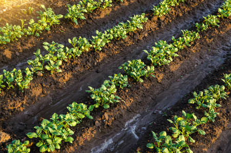 Freshly watered potato plants. Surface irrigation of crops on plantation. European farming. Agronomy. Moistening. Agriculture and agribusiness. Growing vegetables outdoors on open ground field.の写真素材