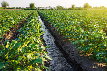 Water flows through an irrigation canal. Watering the potato plantation. roviding the field with life-giving moisture. Surface irrigation of crops. European farming. Agriculture. Agronomy.の写真素材