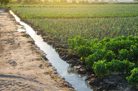 Irrigation canal with water on a farm plantation. Surface irrigations of crops. European organic farming. Agriculture and agribusiness. Agronomy. Moistening. Supply of harvest with life-giving waterの写真素材