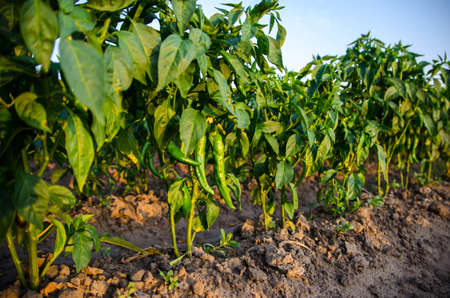 Green hot peppers grow on the bush. Growing organic vegetables. Agriculture land and farming on open ground. Agro business. Agroindustry. Plant care and cultivation. Vegetable farming.の写真素材