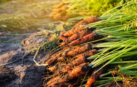 A pile of freshly picked carrots lies on the field on a sunny day. Harvested organic vegetables. Farming and agriculture. Seasonal work. Selective focusの写真素材