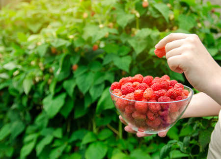 Freshly picked raspberries in hand of farmer. Summer healthy harvest. Berry harvesting. Selective...