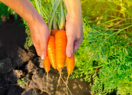 A farmer harvesting carrot on the field. Harvested organic vegetables. Freshly picked carrots in the hands of a farmer. Farming and agriculture. Seasonal work. Selective focusの写真素材