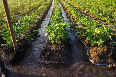 Plantation water flow control. Surface irrigation of crops. Water flows through canals. European...