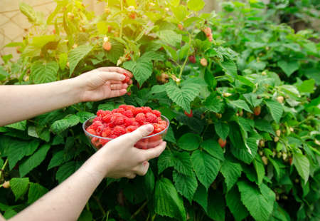 Freshly picked raspberries in hand of farmer. Summer healthy harvest. Berry harvesting. Selective...
