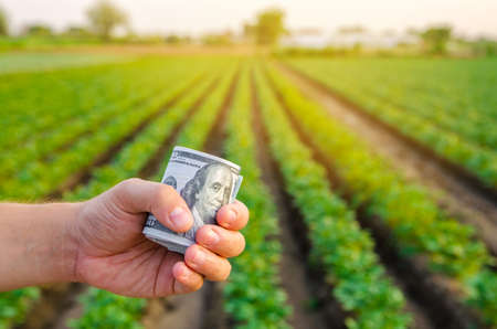Dollar bills in the hands of a farmer on a background of plantation. Profit, income from agribusiness concept. Agricultural startups. Support and subsidies. Farm loans. Selective focusの写真素材