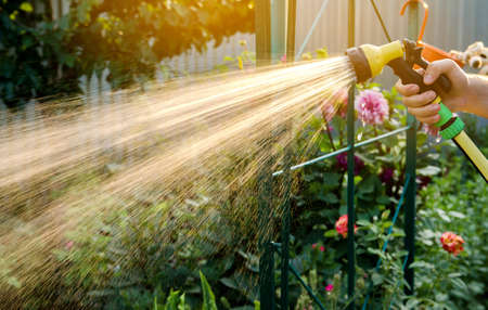 A gardener with a watering hose and a sprayer water the flowers in the garden on a summer sunny day. Sprinkler hose for irrigation plants. Gardening, growing and flower care concept. Selective focusの写真素材
