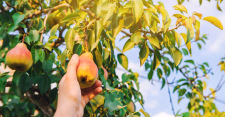 The farmer harvests ripe pears in the garden. Fruits on the tree. Healthy, natural fruits. Selective focus.の写真素材