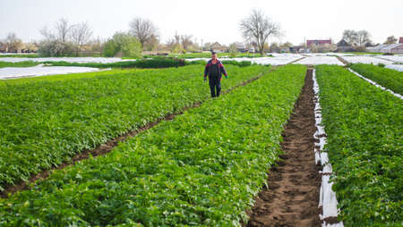 Kherson oblast, Ukraine - May 1, 2021: Farmer walks through a potato plantation field after removing spunbond agrofibre. Opening of young potatoes plants as it warms. Greenhouse effectのeditorial素材