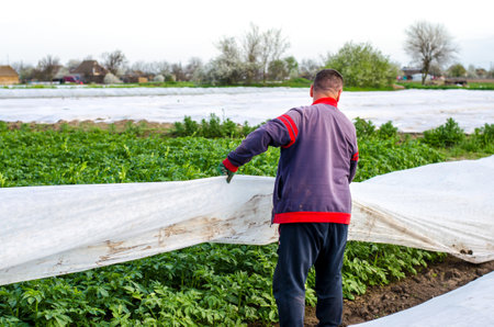 Kherson oblast, Ukraine - May 1, 2021: Farmer removes protective agricultural cover from a potato plantation. Hardening of plants in late spring. Agroindustry, farming. Opening of young potato bushes.のeditorial素材