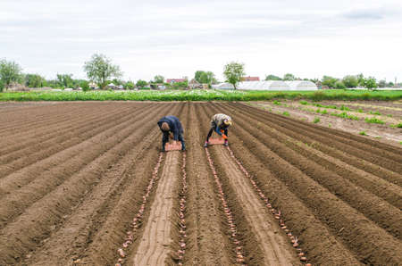 Kherson oblast, Ukraine - May 25, 2020: Farmer workers put potatoes in the furrow for further burial with a winch plow. Agroindustry, agribusiness. Campaign to planting field with tuberous vegetables.のeditorial素材