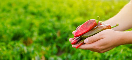 The farmer harvests the hot red pepper in the field. Autumn harvesting concept. Growing organic...