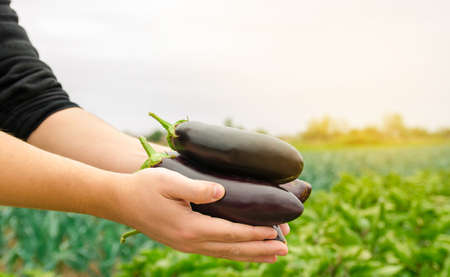 The farmer harvests ripe eggplants in the field. Growing fresh organic vegetables on the farm....
