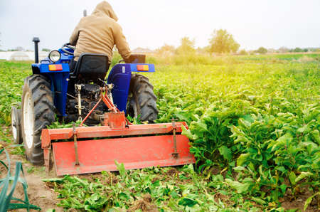 A farmer plows a eggplants plants. Farmer on a tractor cultivates the soil after harvesting. Seasonal farm work. Agriculture crops. Farming, farmland. Selective focusの写真素材